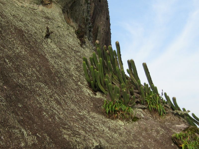 Papagaio (05) Cacti up here at 982m